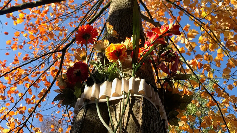 Bloemen in de natuur