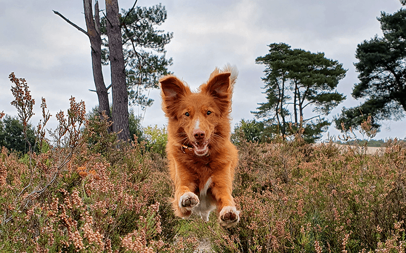 springende hond
